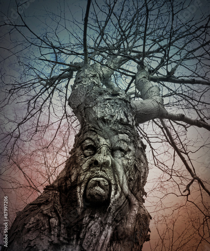 фотографія Old Scary Tree With Angry Face in Woods