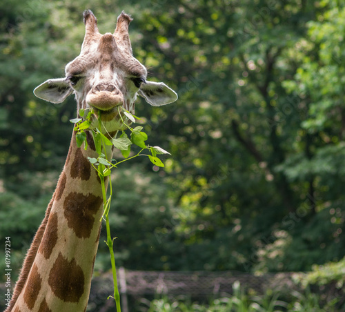 Giraffe eats into camera