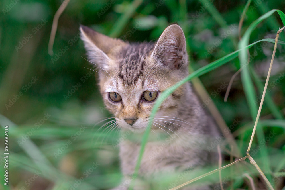 緑の中の仔のらねこ 緑の中の仔のらねこ