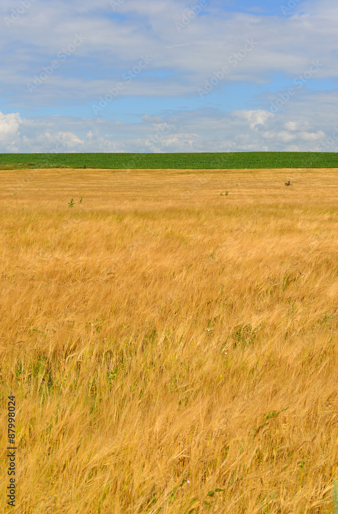 Ripe rye field on  sunny day in July