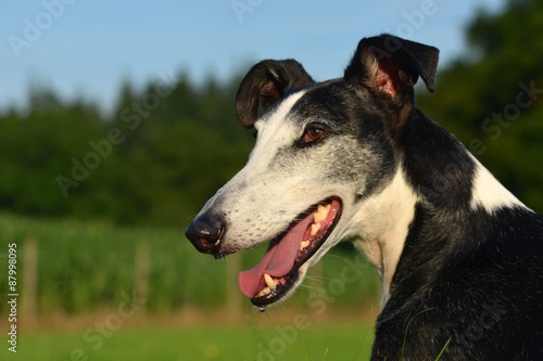 Galgo Espanol