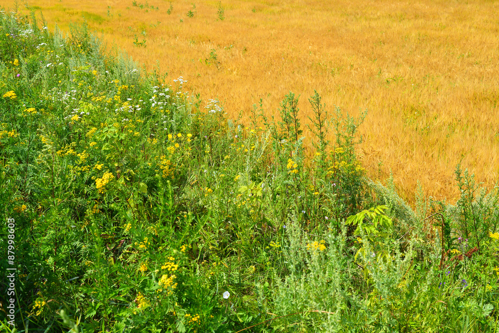 Ripe rye field on sunny day in July Ripe rye field on sunny day in July