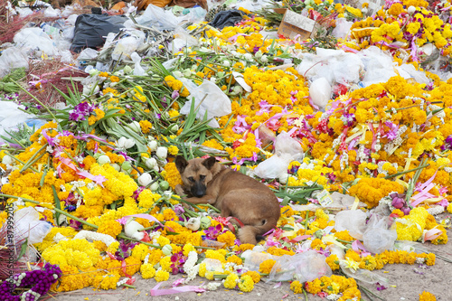 Mount Garbage, Pollution, Bad Life photo