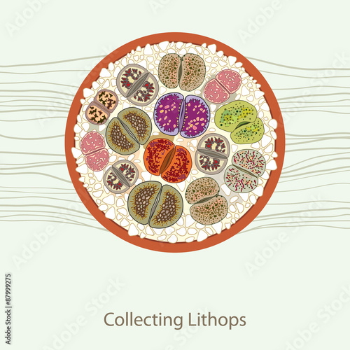 Lithops in the round flowerpot. Series of different succulent plants