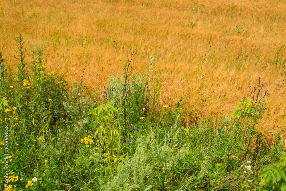 Ripe rye field on sunny day in July Ripe rye field on sunny day in July