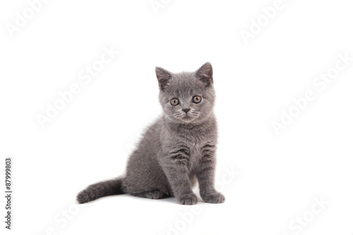 Kitten British blue on white background. Cat sitting. Two months.