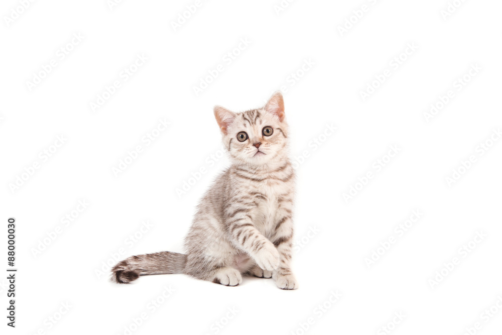 Kitten British striped brown on white background. Cat sitting. Two months.