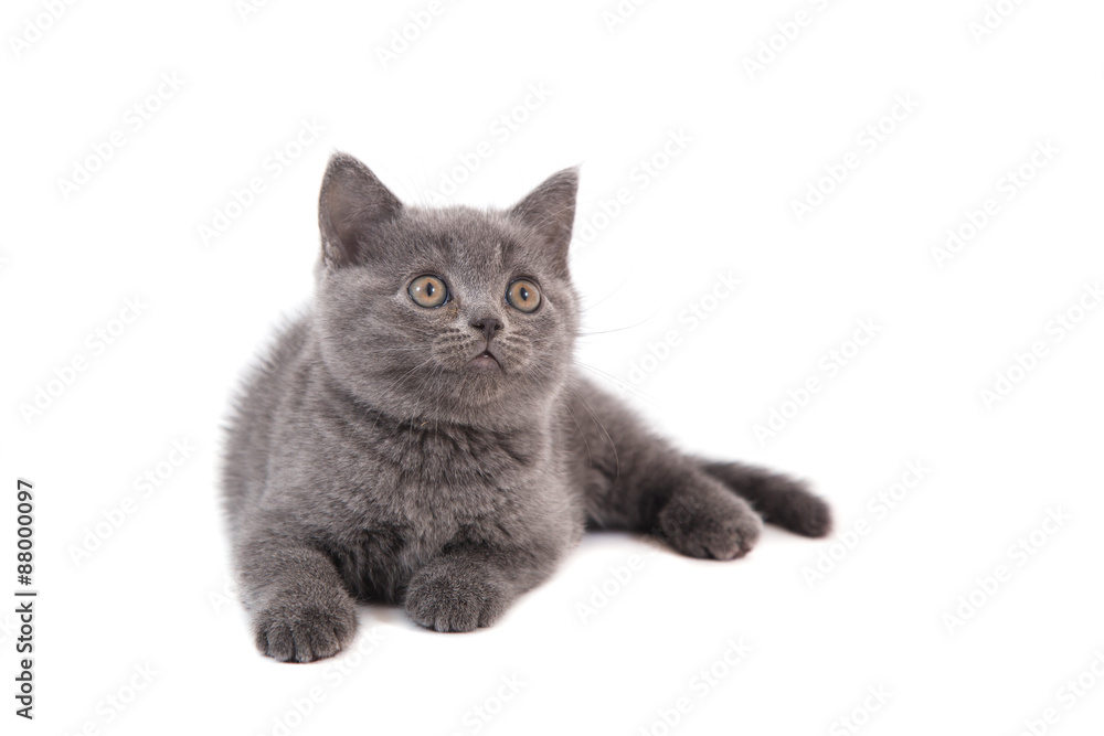 Kitten British blue on white background. Cat lying. Two months.