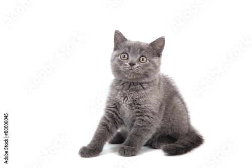 Kitten British blue on white background. Cat sitting. Two months.