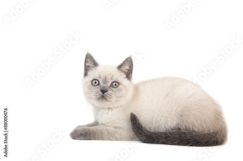 Kitten British point on white background. Cat lying. Two months. © D'Action Images