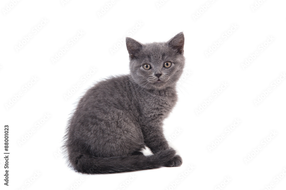 Small blue British kitten on white background. Cat sitting.