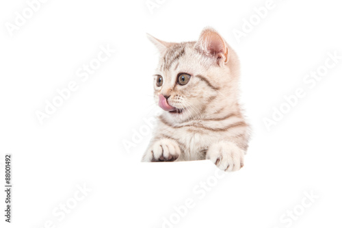 Kitten British brown tabby on white background. Cat peeking from behind. Two months.