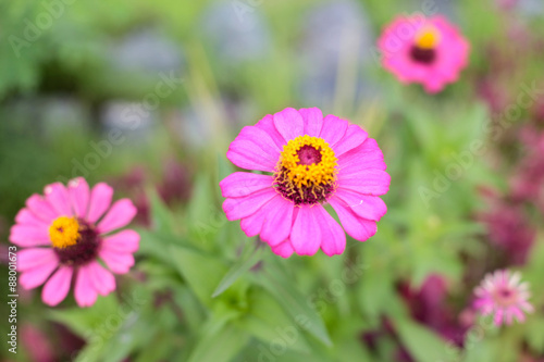 Pink sun flower in the garden