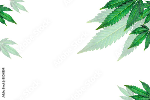 marijuana leaves on a white background