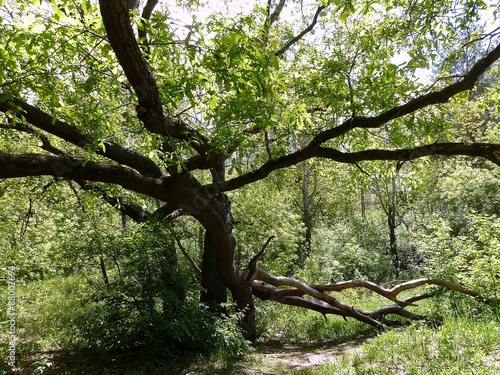 Раскидистый дуб летним днём © fengmolong