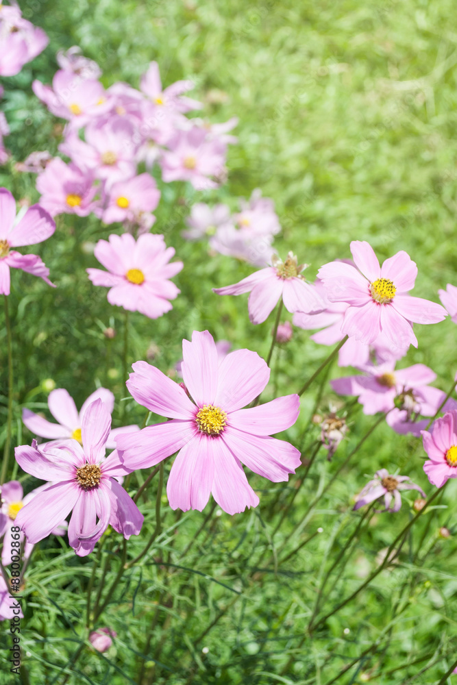 beautiful garden flowers, summer flower for background beautiful garden flowers, summer flower for background
