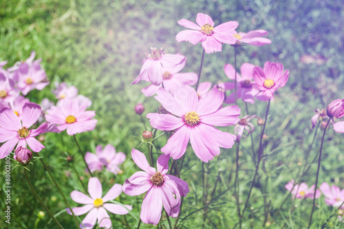 beautiful garden flowers, summer flower for background