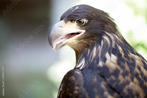 Predatory wild eagle