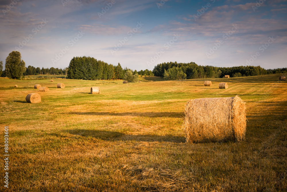 Haystacks on the field. Summer, rural lanscape.