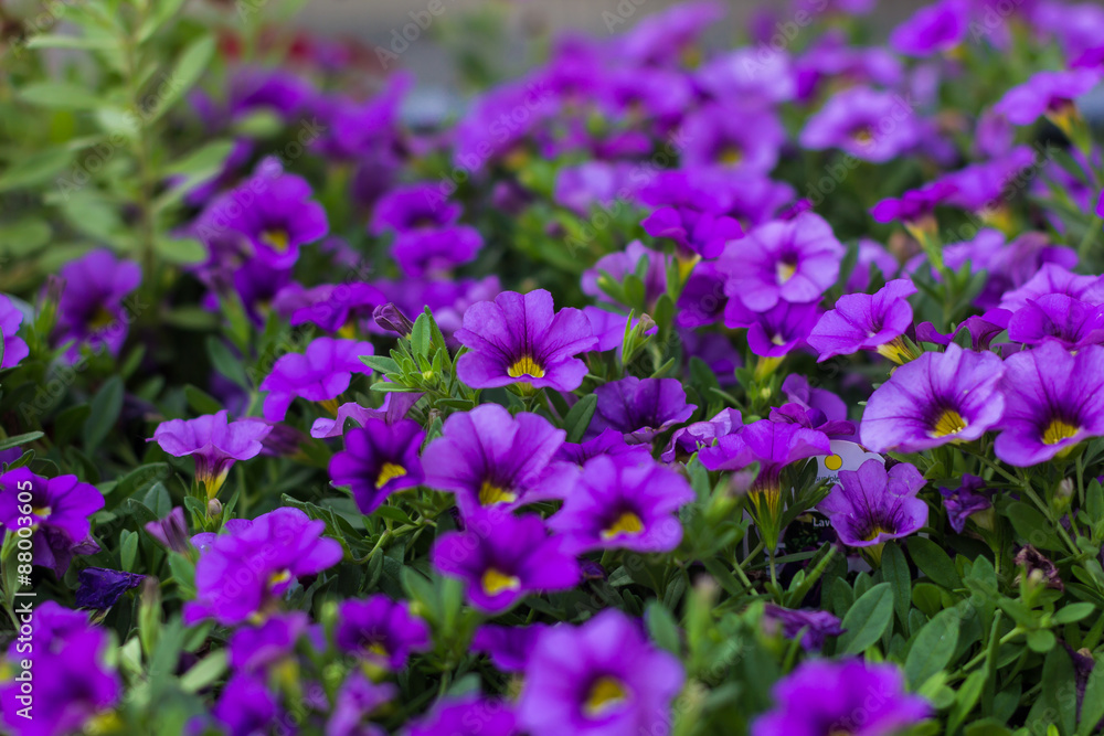 Calibrachoa Calibrachoa