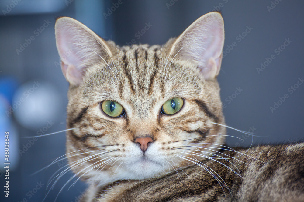 Close-up cat