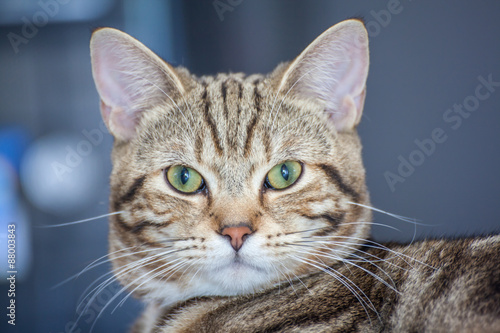 Close-up cat © eak8dda