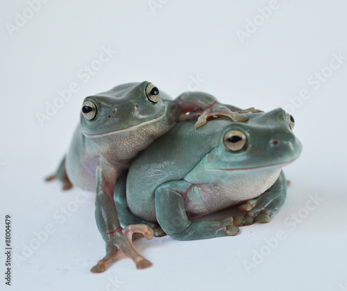 Happy frog