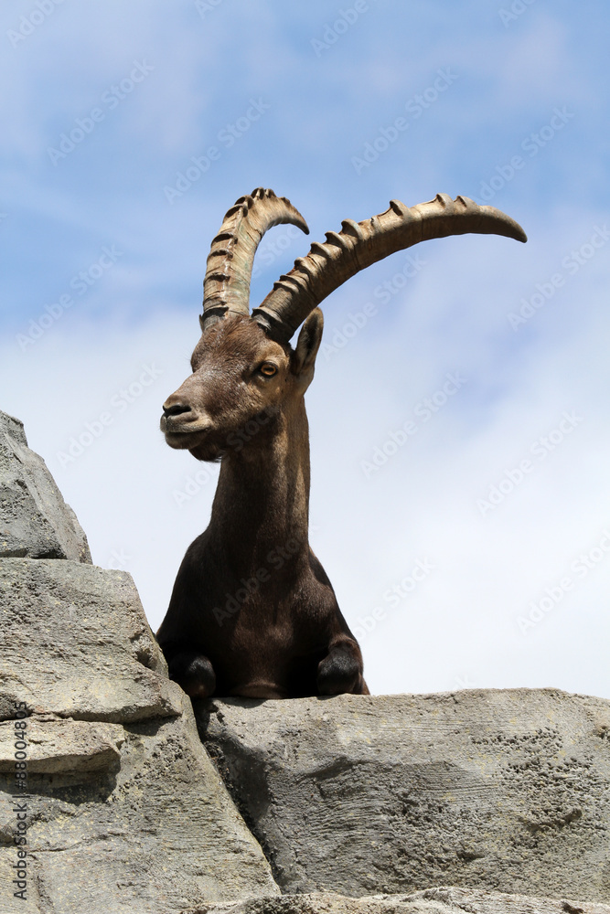 Male Alpine Ibex