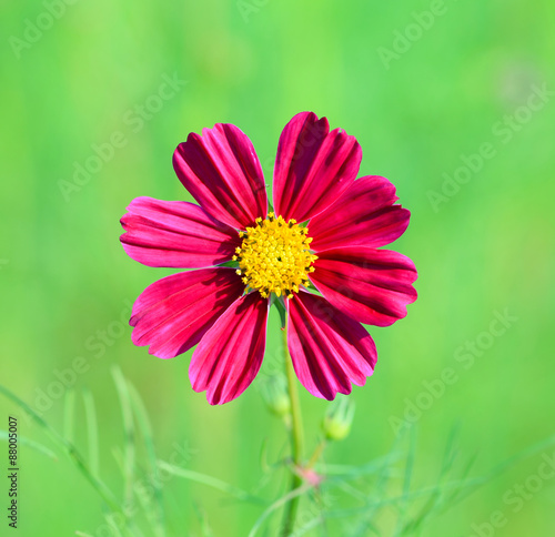 Cosmos flower  Cosmos Bipinnatus  with blurred background