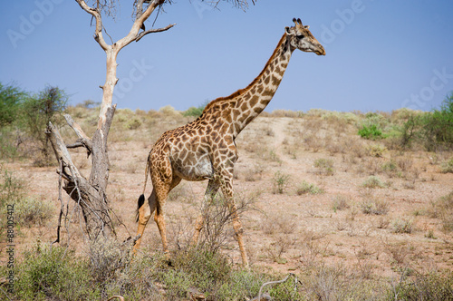 Giraffes On african savannah 