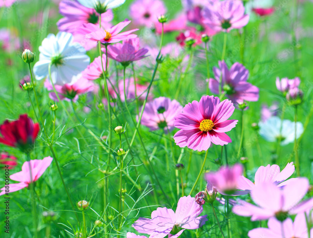 Cosmos flower (Cosmos Bipinnatus) with blurred background Cosmos flower (Cosmos Bipinnatus) with blurred background