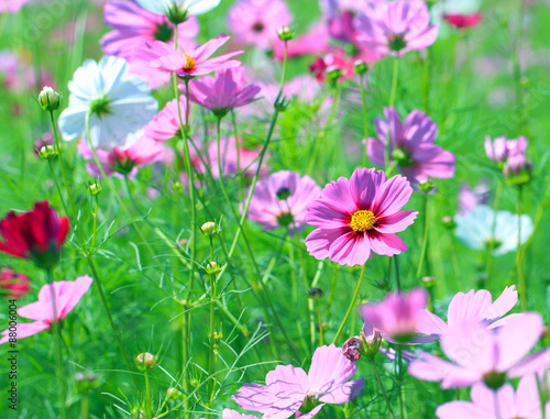 Cosmos flower  Cosmos Bipinnatus  with blurred background