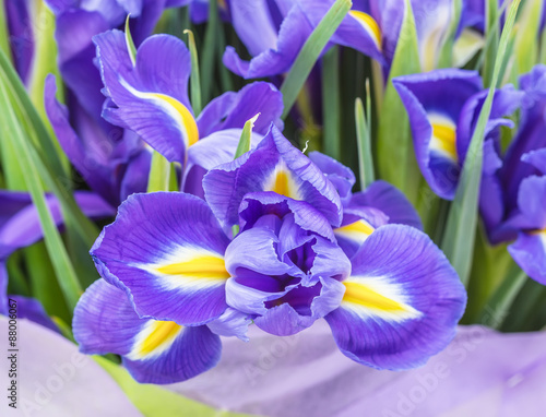 Fototapeta Naklejka Na Ścianę i Meble -  The big beautiful bouquet irises, background