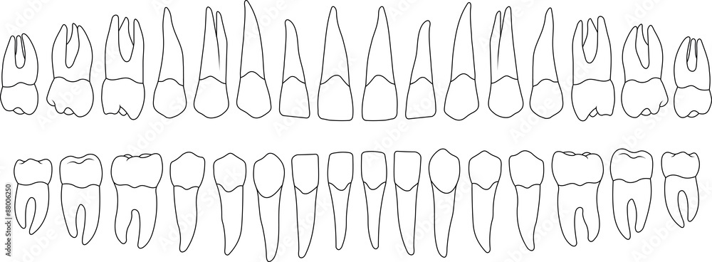 Fototapeta premium the contours of the teeth