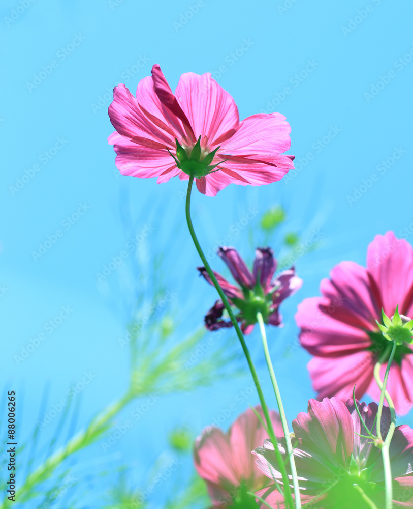 Cosmos flower (Cosmos Bipinnatus) with blurred background