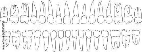 the contours of the teeth