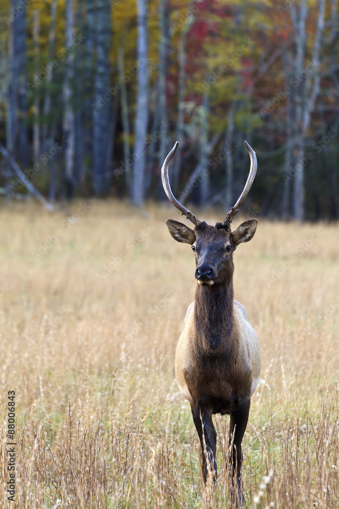 Obraz premium Elk Bull