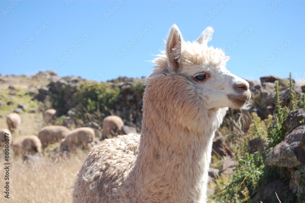 Obraz premium One llama is brave enough to come close while the herd grazes nearby, Bolivia, South America
