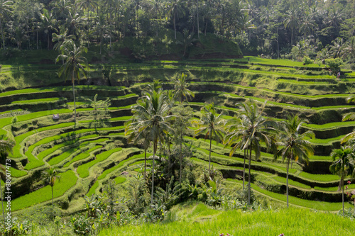 Beautiful green terrace paddy fields on Bali, Indonesia.