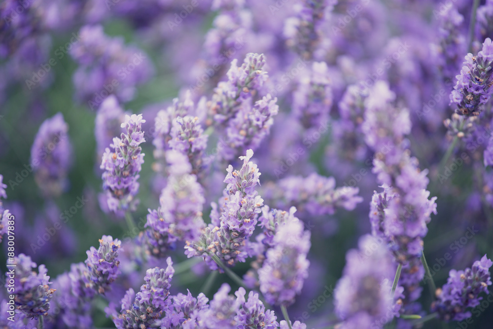 Fototapeta premium blossoming lavender in the field in summer