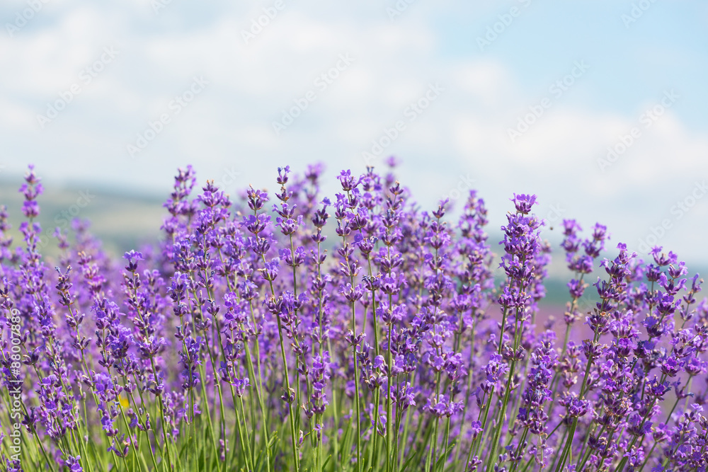 Obraz premium Field with the blossoming lavender in the sunny summer day