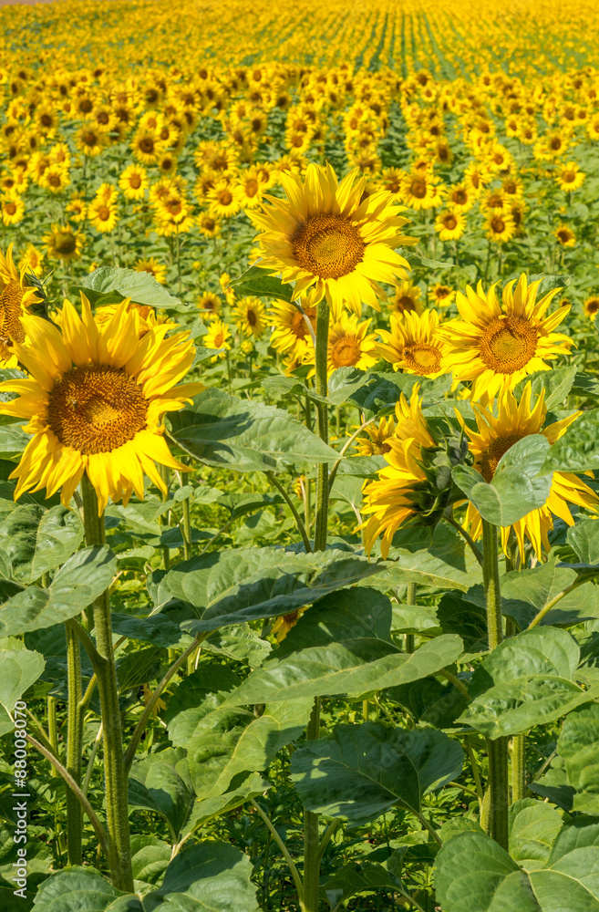 Obraz premium OLYMPUS DIGITAL CAMERA