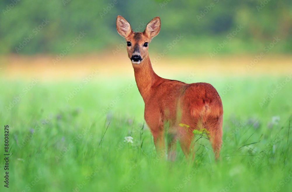 Roe deer Roe deer