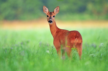 Plexiglas schilderij Ree Roe deer  © Soru Epotok