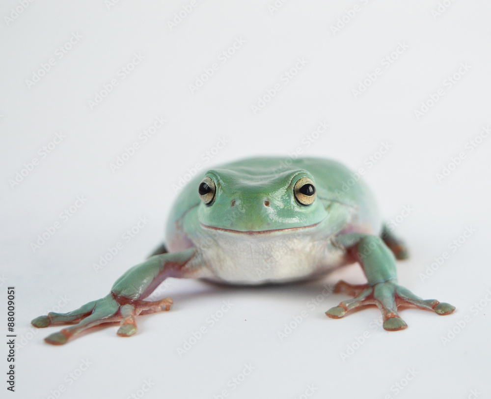 Fototapeta premium Happy frog
