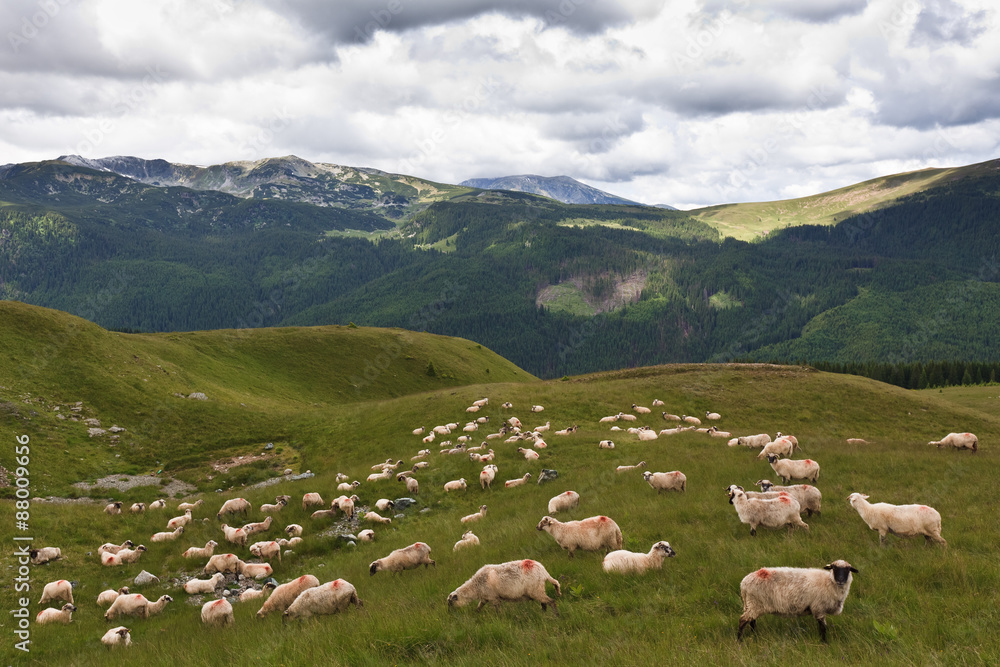 flock of sheep flock of sheep
