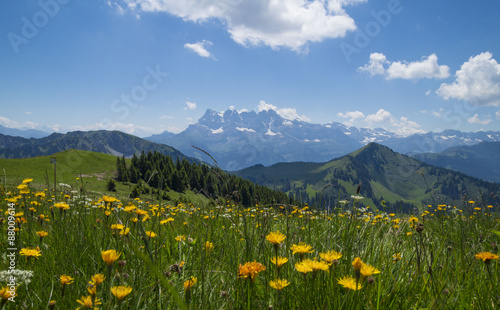 Beautiful summer landscape with flowers and blue sky in the French Alps ,Rhone - Alpes region