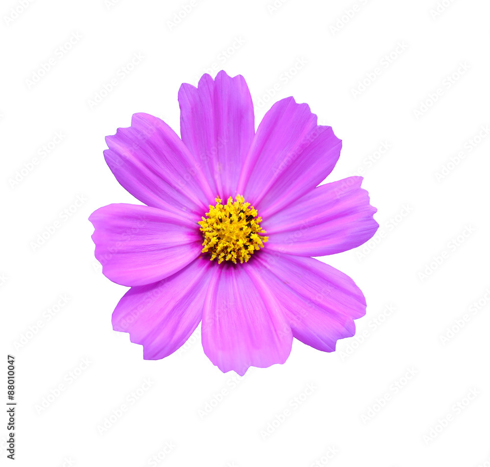 Cosmos flower (Cosmos Bipinnatus) with blurred background