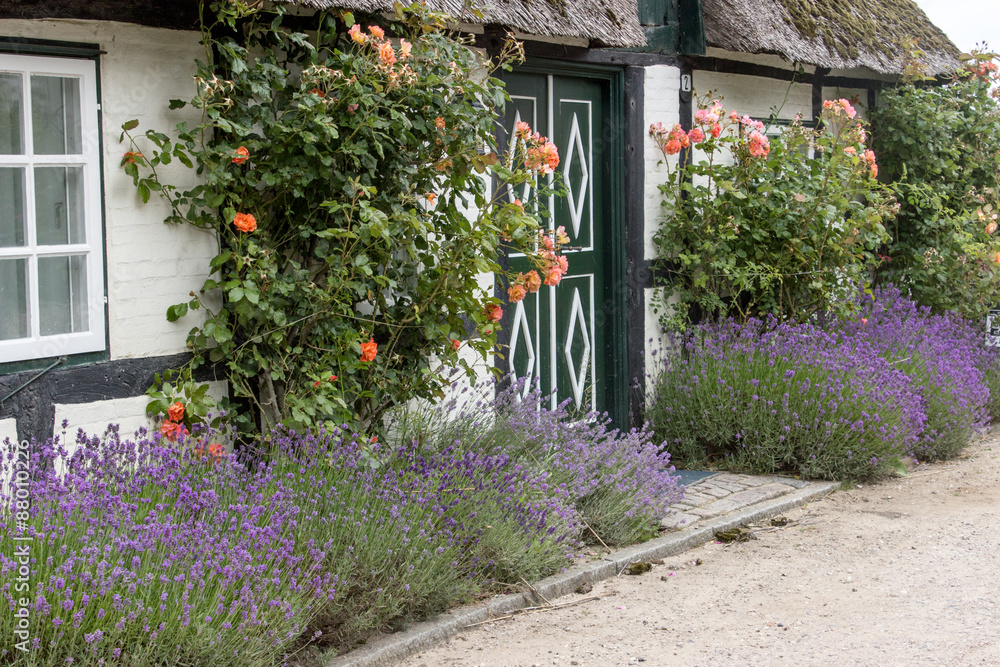 Thatched House / old half-timbered house with thatched roof, roses and lavender