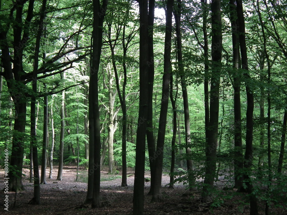 Obraz premium Waldlichtung